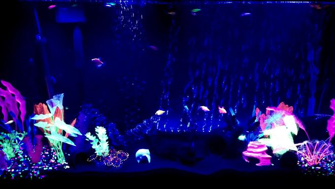 60 gallons freshwater fish tank (mostly fish and non-living decorations) - 60g freshwater Glofish tank with Glofish danios, Glofish tetras and albino Cory cats.