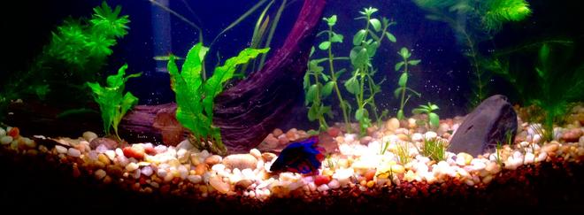 60 gallons freshwater fish tank (mostly fish and non-living decorations) - 6.6g low tech planted betta tank.