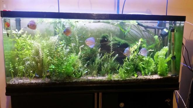 55 gallons planted tank (mostly live plants and fish) - 246l planted tank.
Discus
Cardinal tetra
Rummy nose tetra
LED grow light
Co2