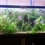 55 gallons planted tank (mostly live plants and fish) - 246l planted tank. Discus Cardinal tetra Rummy nose tetra LED grow light Co2