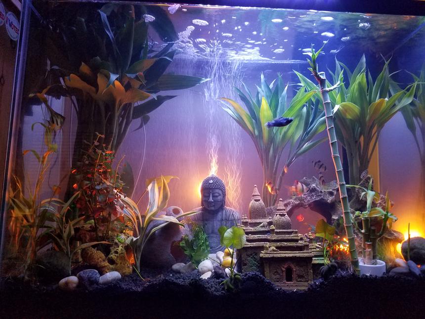 Rated #23: 37 Gallons Freshwater Fish Tank - First week, waiting on a additional 225 led 14 watt marine lamp