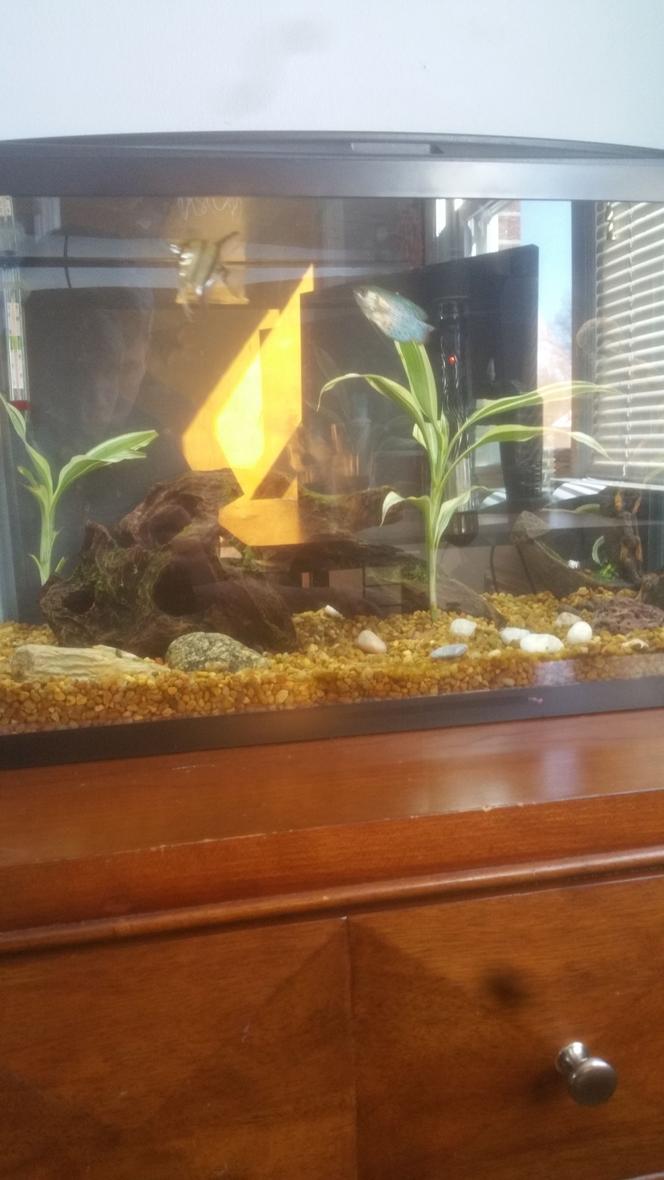 10 gallons freshwater fish tank (mostly fish and non-living decorations) - 10 gallon top fin starter kit

The angelfish is leaving so please comment what fish I could put with this dwarf gourami,there is nothing else in the tank
