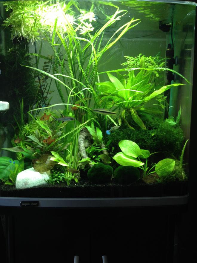 30 gallons planted tank (mostly live plants and fish) - Me tank