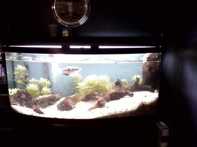 72 gallons freshwater fish tank (mostly fish and non-living decorations) - 72 Bowfront with Banded Archerfish Hygrophila difformis.
