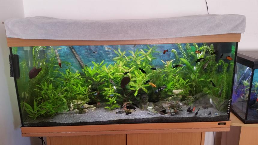 Rated #24: 40 Gallons Planted Tank - Juwel Rio 180
