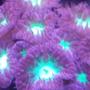 corals inverts stocking in 10 gallons tank - Blastomussa Merletti