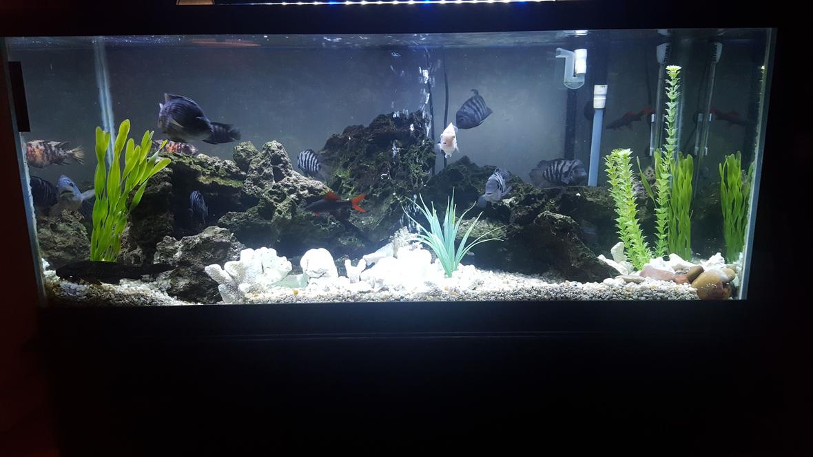 75 gallons freshwater fish tank (mostly fish and non-living decorations) - 75 gal cichlid tank.