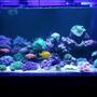 90 gallons reef tank (mostly live coral and fish) - .