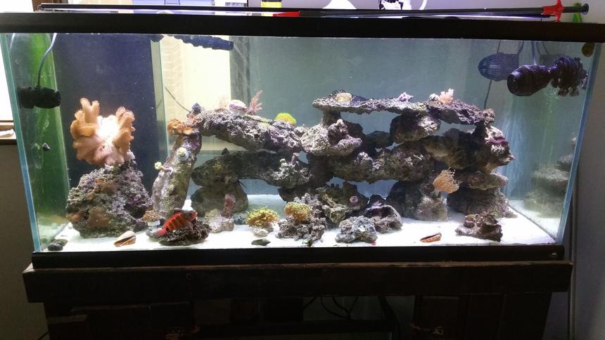 Rated #18: 75 Gallons Reef Tank - 75 with one hawk