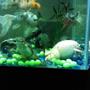 35 gallons freshwater fish tank (mostly fish and non-living decorations) - My 4 pets