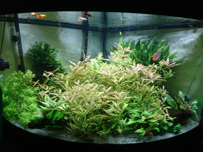 Rated #12: 92 Gallons Planted Tank - my overgrown jungle