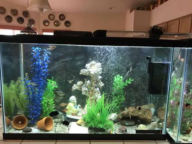 29 gallons freshwater fish tank (mostly fish and non-living decorations) - One of my 29-gallon mostly Tetra tanks