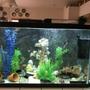 29 gallons freshwater fish tank (mostly fish and non-living decorations) - One of my 29-gallon mostly Tetra tanks