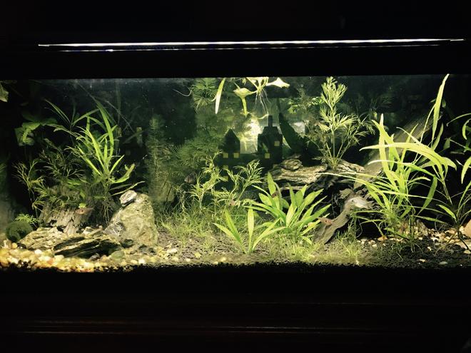 20 gallons planted tank (mostly live plants and fish) - Different lighting