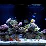 150 gallons reef tank (mostly live coral and fish) - My Tank 150G