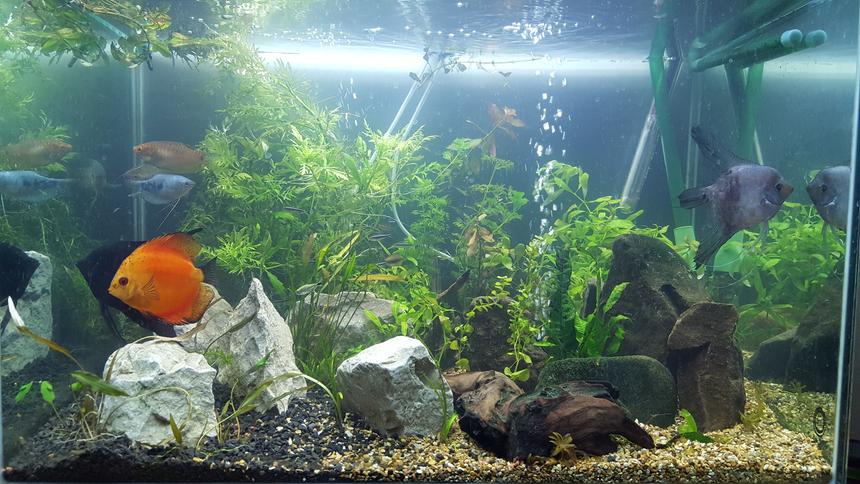 Rated #26: 54 Gallons Planted Tank - First pic, just got it set up after a 100 mile transport, down and up in a day with fish back in their home