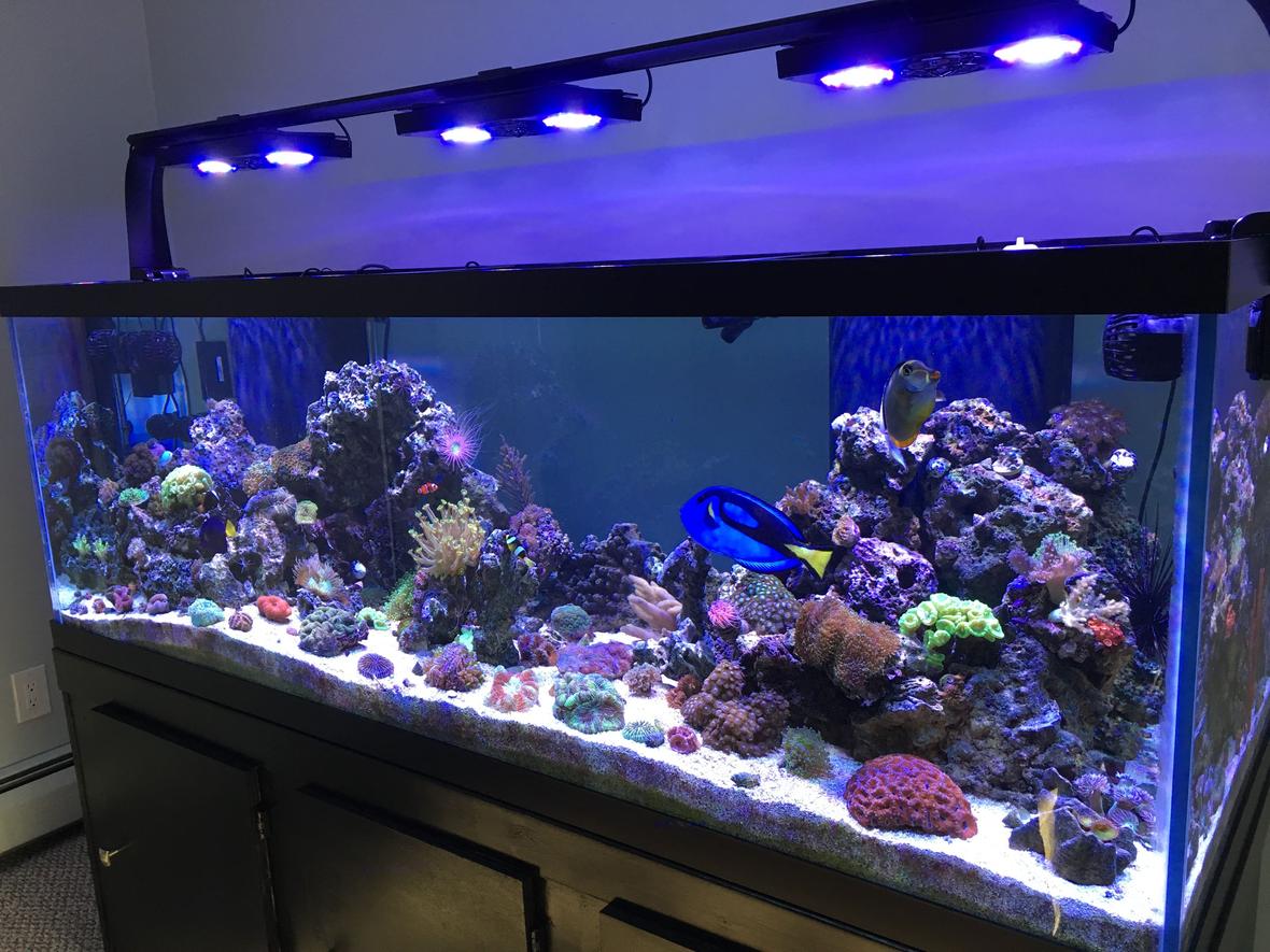 180 gallons reef tank (mostly live coral and fish) - My 180 gallon reef tank!