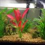 20 gallons freshwater fish tank (mostly fish and non-living decorations) - My humble fish tank