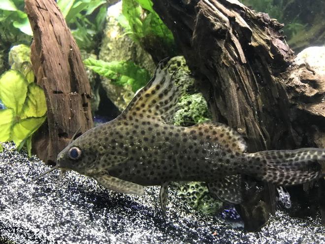 freshwater fish stocking in 60 gallons tank - Synodontis eupterus