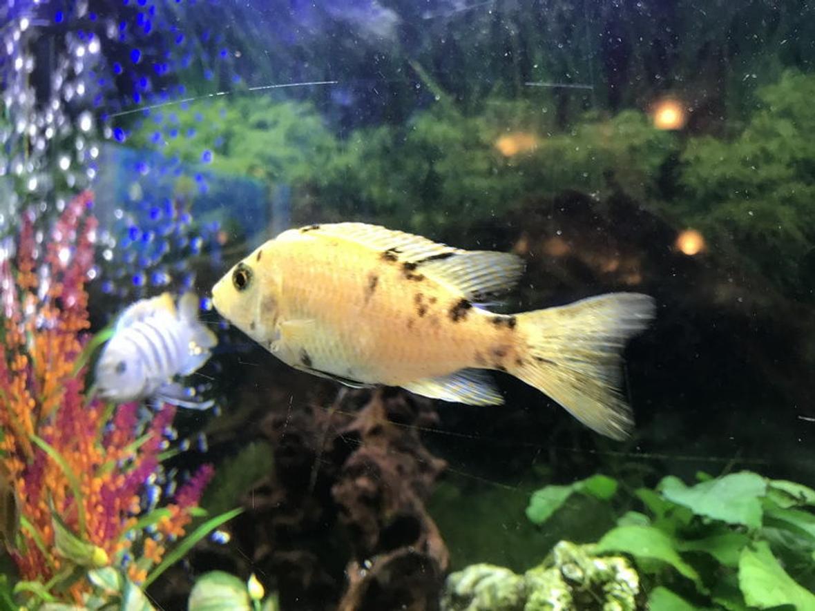 freshwater fish stocking in 60 gallons tank - Malawi OV Peacock
