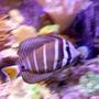 saltwater fish stocking in 90 gallons tank - Sailfin tang on a journey