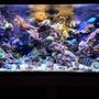fish tank picture - Morning reef!!!!