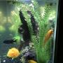 fish tank picture - RJ and Sunny
