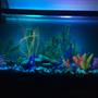 55 gallons freshwater fish tank (mostly fish and non-living decorations) - 55 gallon fresh water tank