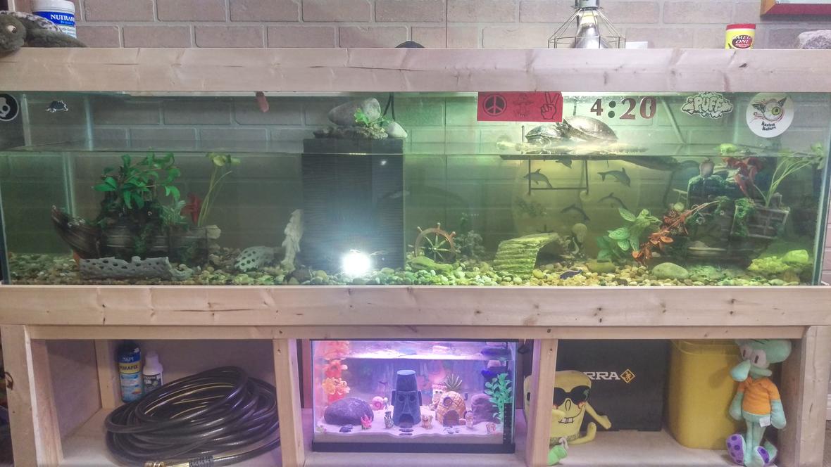 100 gallons freshwater fish tank (mostly fish and non-living decorations) - Have had my turtles for about 10 years now and have just recently begun to care for their tank as an artificial ecosystem rather than a cage for turtles. With a easy to service filter with massive 500 gal filtration capacity; plecostamous and snails to deal with algea load; and guppies and tetra to keep myself and the turtles entertained ; as well as fresh parsley growing out of top of filter to provide fresh green and suck some nitrogen out of the water as it filters back into tank I am very happy with this set up. In addition I have just set up bikini bottom (tank down below) to breed guppies, tetra and snails, so I can raise up fry and snails to a survivable level to add back into turtle tank and keep it bumpin!