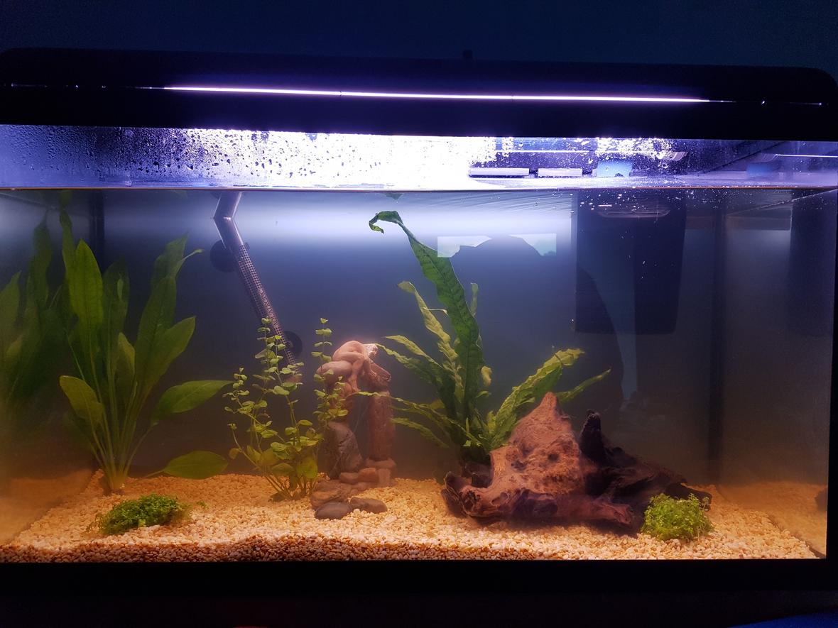 fish tank picture - see other description