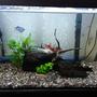 freshwater fish stocking in 20 gallons tank - Rate my tank!