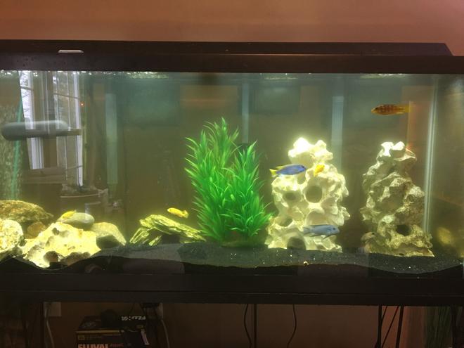 6 gallons freshwater fish tank (mostly fish and non-living decorations) - Normal activity in a mostly male African tank