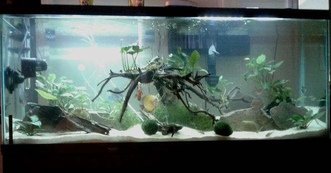 55 gallons planted tank (mostly live plants and fish) - 55g discus tank