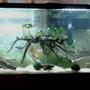 55 gallons planted tank (mostly live plants and fish) - 55g discus tank