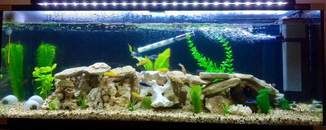 50 gallons freshwater fish tank (mostly fish and non-living decorations) - Cichlids