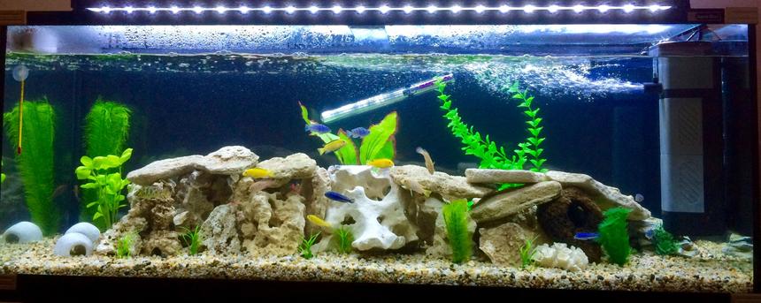 Rated #36: 50 Gallons Freshwater Fish Tank - Cichlids