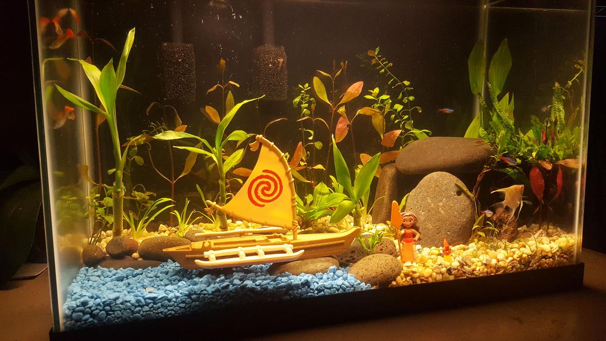 20 gallons planted tank (mostly live plants and fish) - Disney's Moana themed Aquarium.