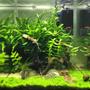 10 gallons planted tank (mostly live plants and fish) - Tank after 6 months, Monte Carlo has taken well.