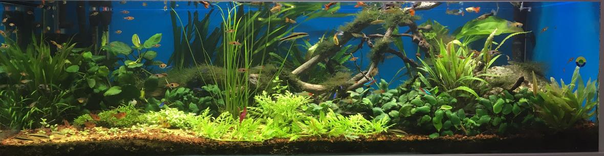 100 gallons planted tank (mostly live plants and fish) - June 2017