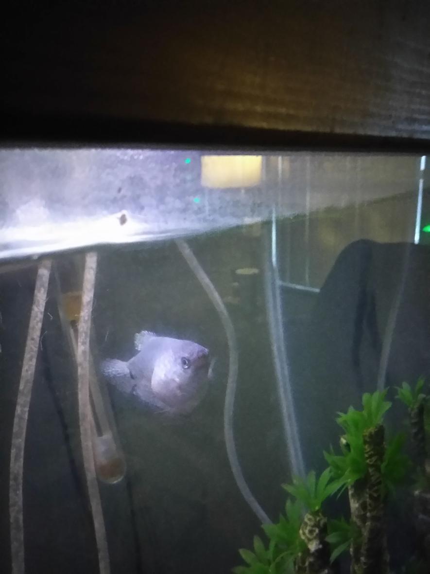 Rated #11: Freshwater Fish Stocking In 35 Gallons Tank - Blue gourami named spot what is wrong with it not sure what's going on here it's been like this for 2weeks so far