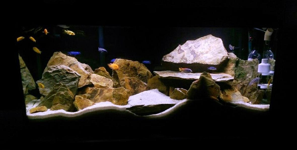 55 gallons freshwater fish tank (mostly fish and non-living decorations) - African Cichlid (mbuna tank)
