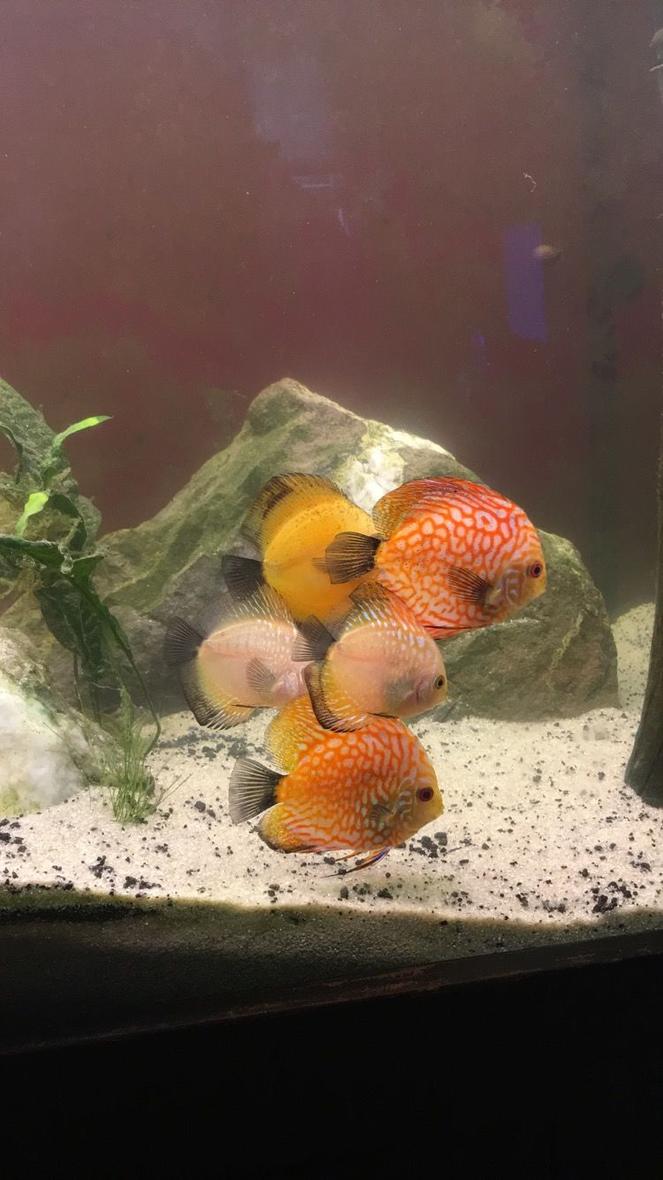 110 gallons freshwater fish tank (mostly fish and non-living decorations) - 110 gallon discus tank