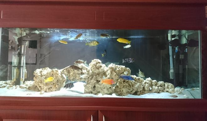 60 gallons freshwater fish tank (mostly fish and non-living decorations) - Mixed African Cichlids aquarium. Ocean rock and shells for decorations with white sand and a black background. 2x Fluval 306 filters + x2 wave makers and 2x heaters. 20 fish currently in the aquarium.