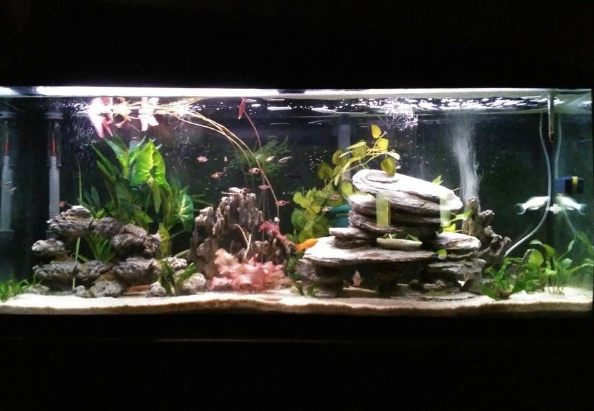 Rated #38: 55 Gallons Planted Tank - Switched my 55 gallon community tank to a low tech/low light live (mostly) planted tank. All plants are real except tall green ones in the back. Plants include java fern (2 varieties) and moss, anubias (2 varieties), water lily, aponogeton and water onion.
