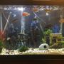 65 gallons freshwater fish tank (mostly fish and non-living decorations) - 65 gallon African Cichlids