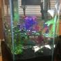 65 gallons freshwater fish tank (mostly fish and non-living decorations) - 20 gallon Tetras