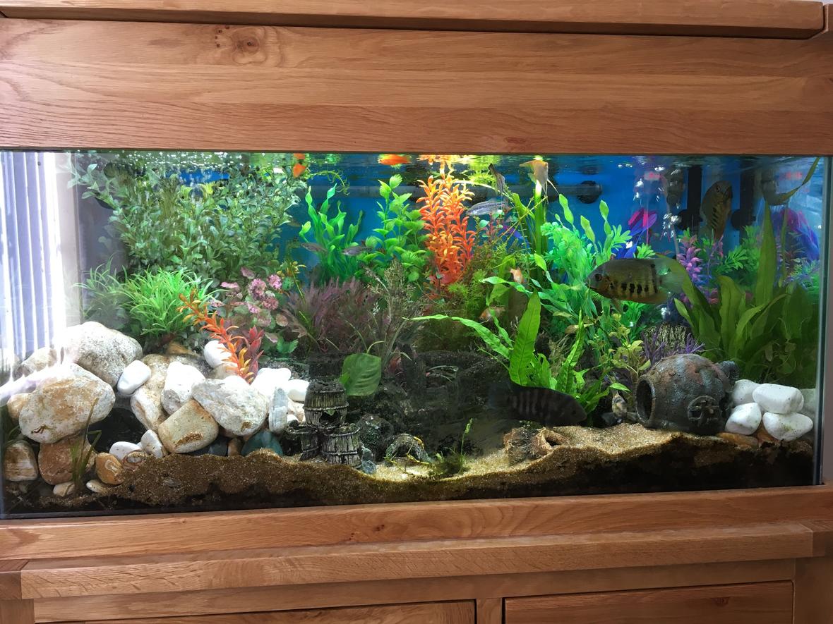 44 gallons freshwater fish tank (mostly fish and non-living decorations) - Front view of 200l Freshwater Tank