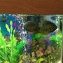 fish tank picture - Spotted Severums