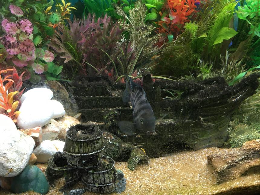 Rated #10: Freshwater Fish Stocking In 44 Gallons Tank - Convict - The boss