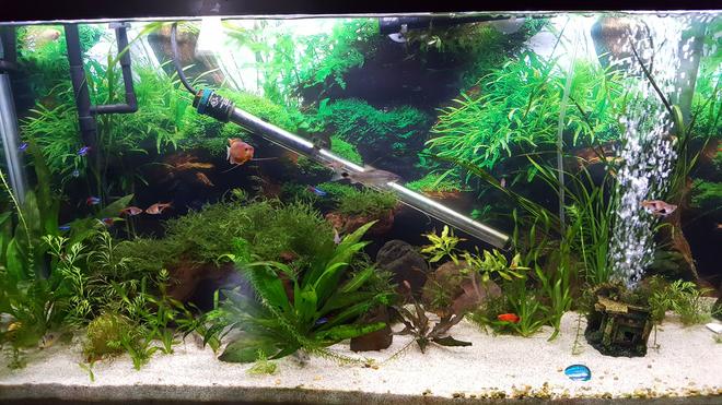 55 gallons planted tank (mostly live plants and fish) - 55 gallon community